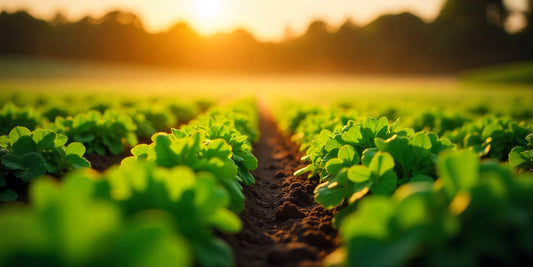 Trending Farming Practices with VK Dripshakti Drip Irrigation for Organic Farming